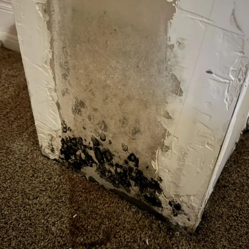 Professional Mold Removal in Mansfield, OH